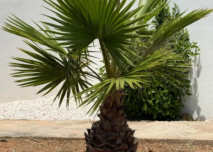 Solar Dos Lirios Casa de Férias *