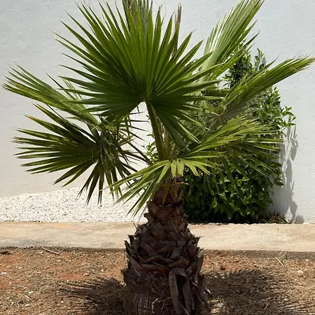 Solar Dos Lirios Vakantiehuis *